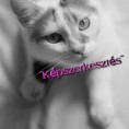 /album/kepgaleria-kepek/a317243-1290179041120993-1420508663-n-jpg/