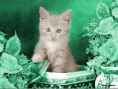 /album/kepgaleria-kepek/a550756-1282995765172654-1277944892-n-jpg/