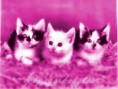 /album/kepgaleria-kepek/a580272-1284847078320856-1671014328-n-jpg/